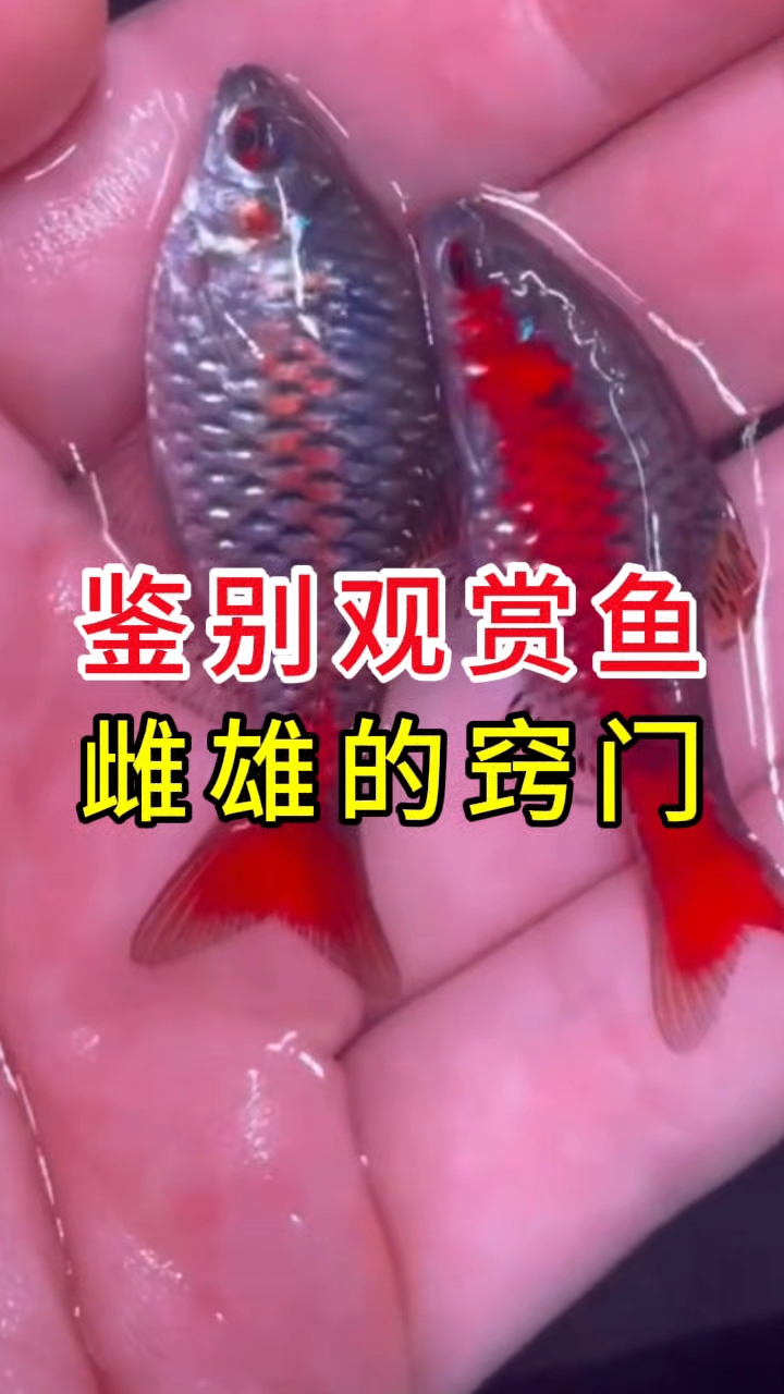 鉴别观赏鱼雌雄的窍门