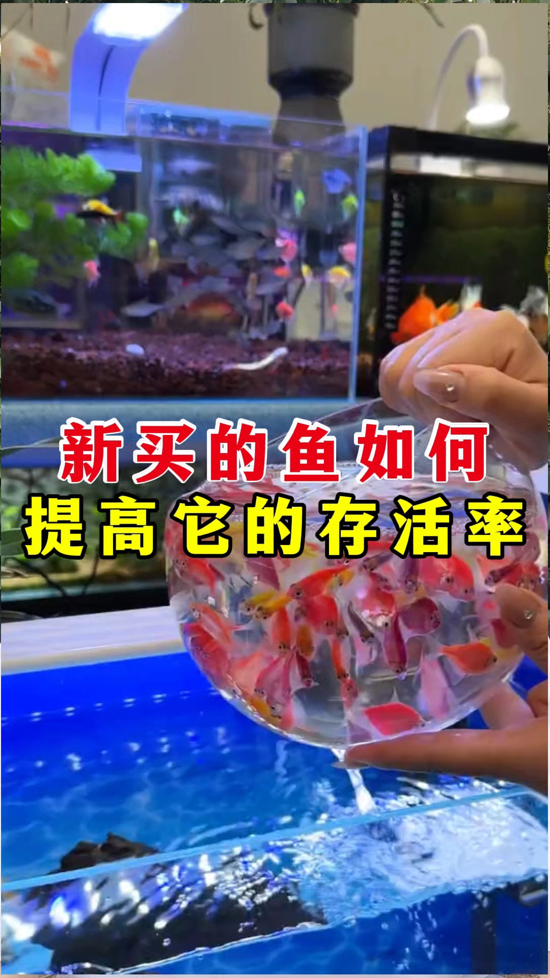 新买的鱼如何提高存活率