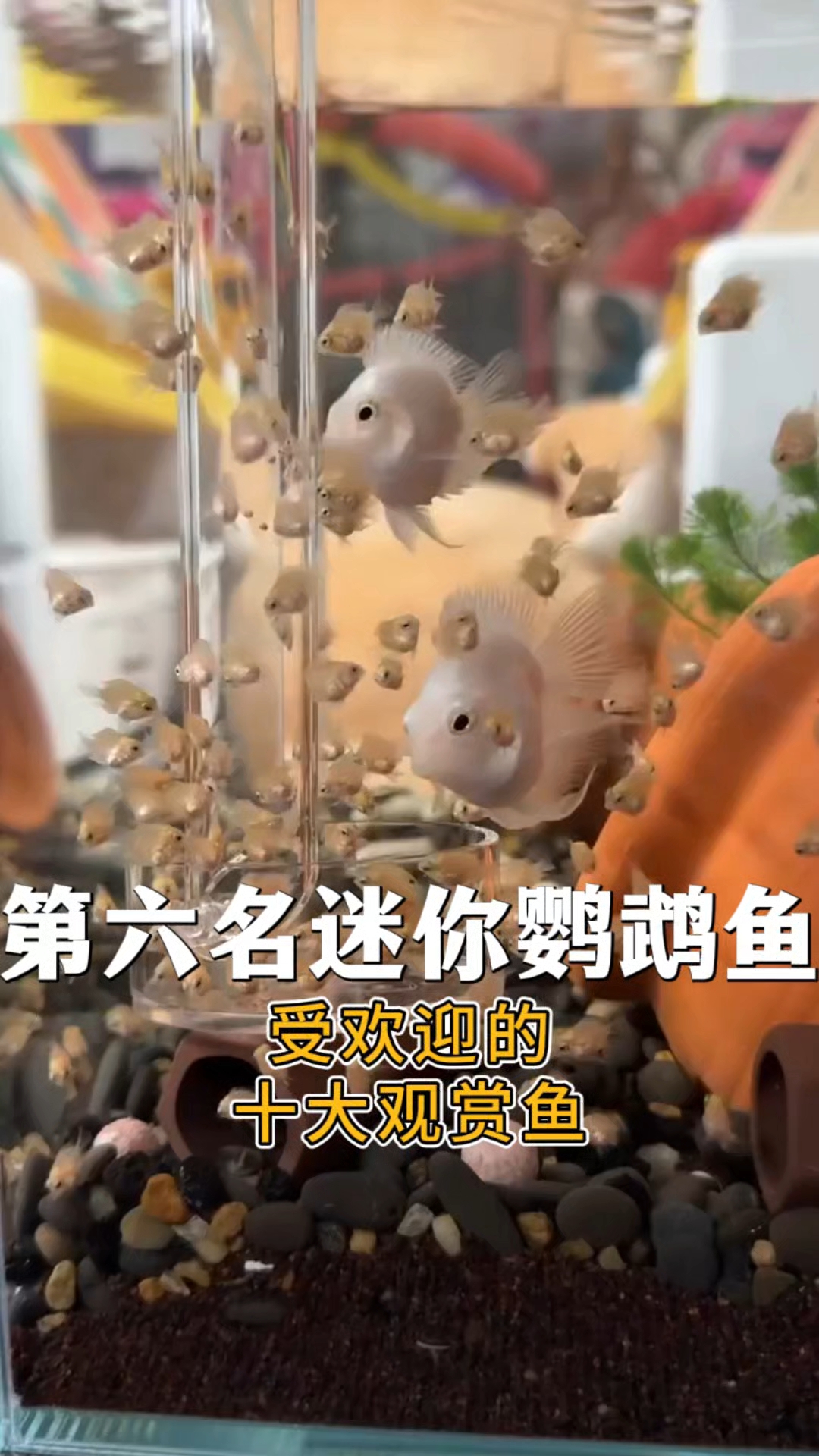 受欢迎的十大观赏鱼 第六名：迷你鹦鹉