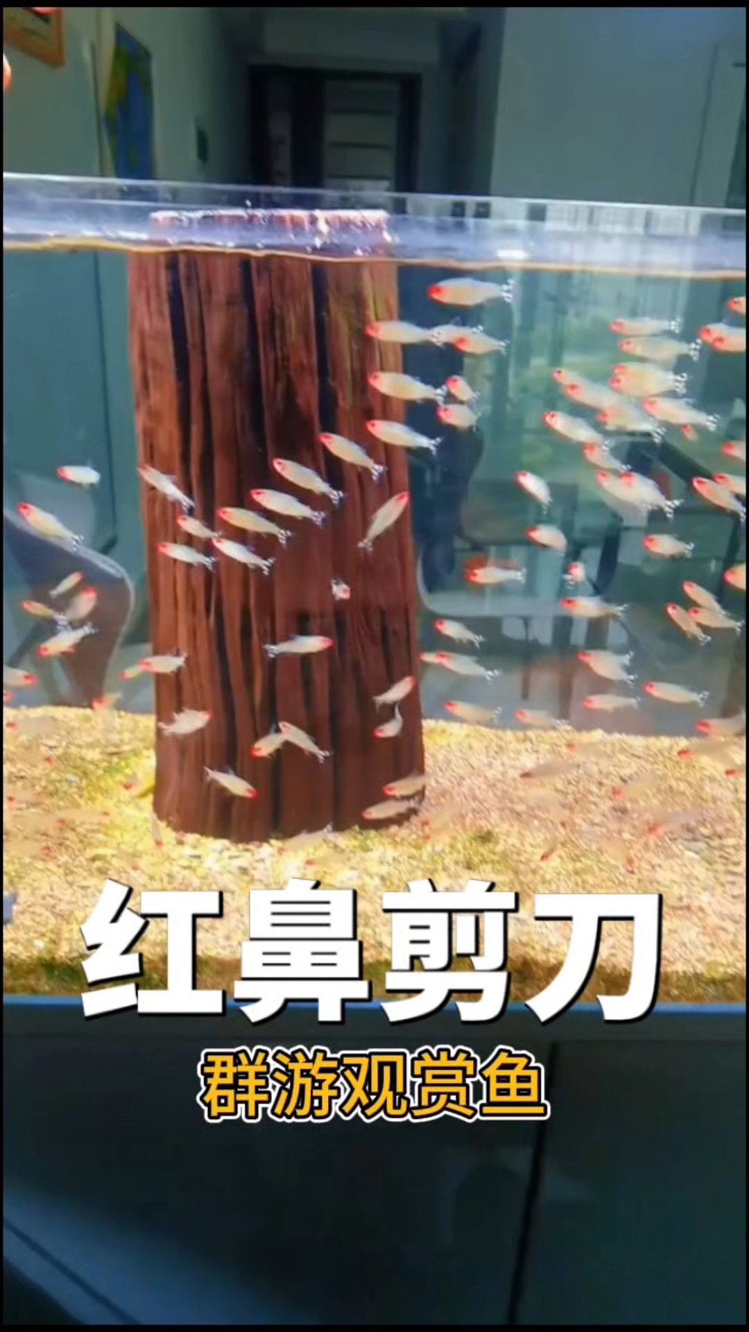 群游观赏鱼 红鼻剪刀