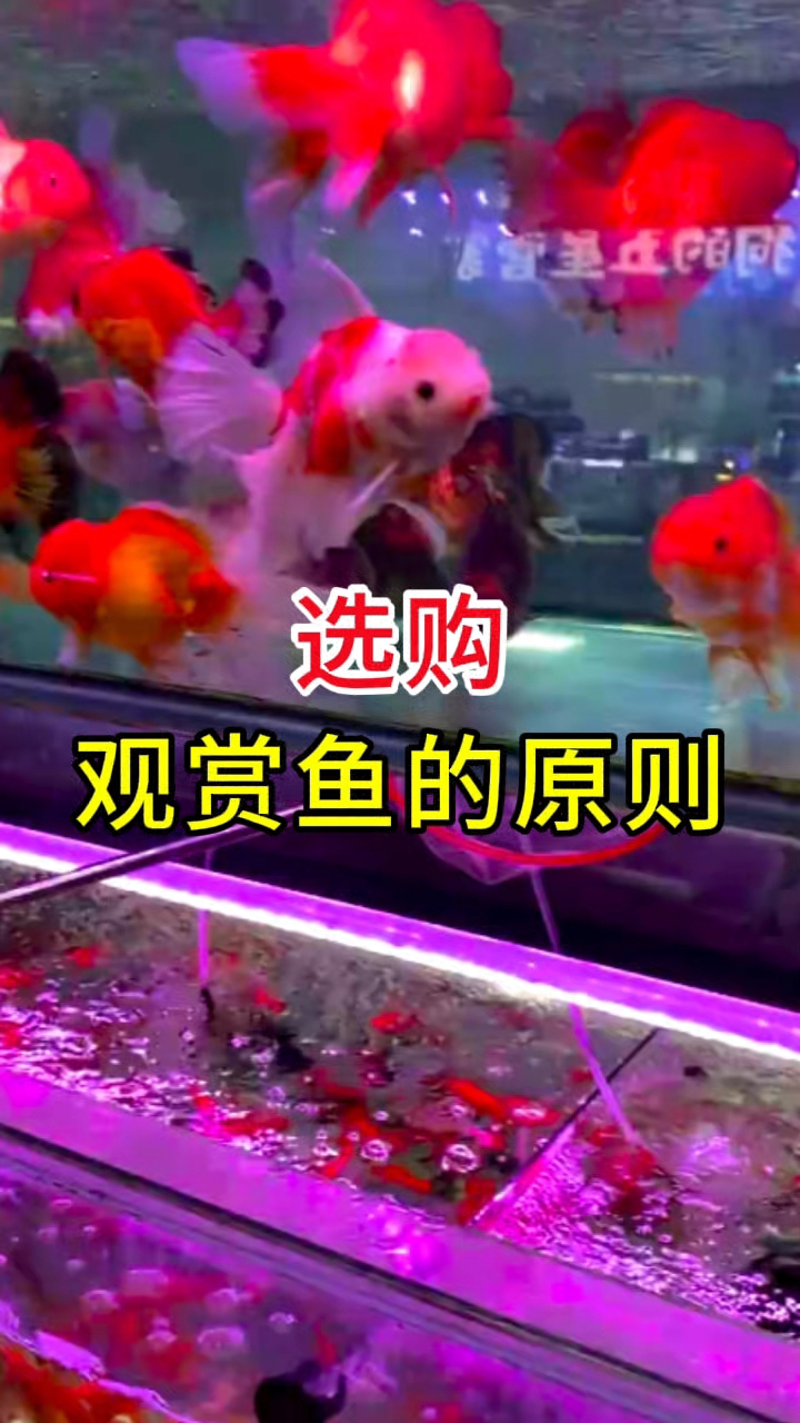选购观赏鱼的原则