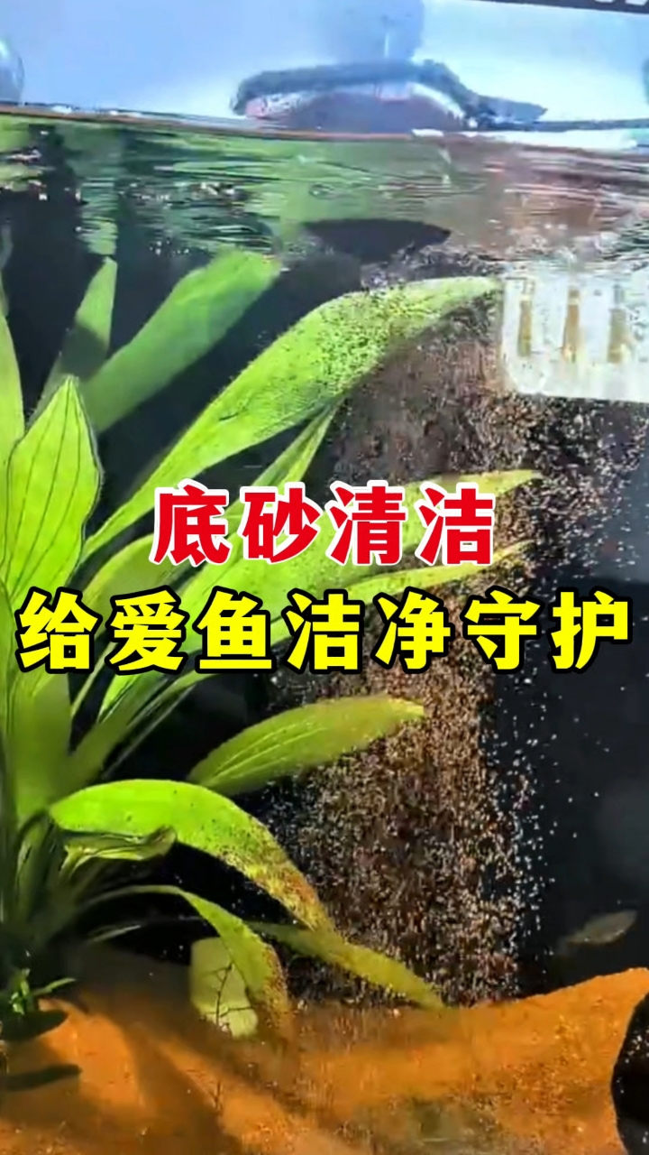 底砂清洁 给爱鱼洁净守护