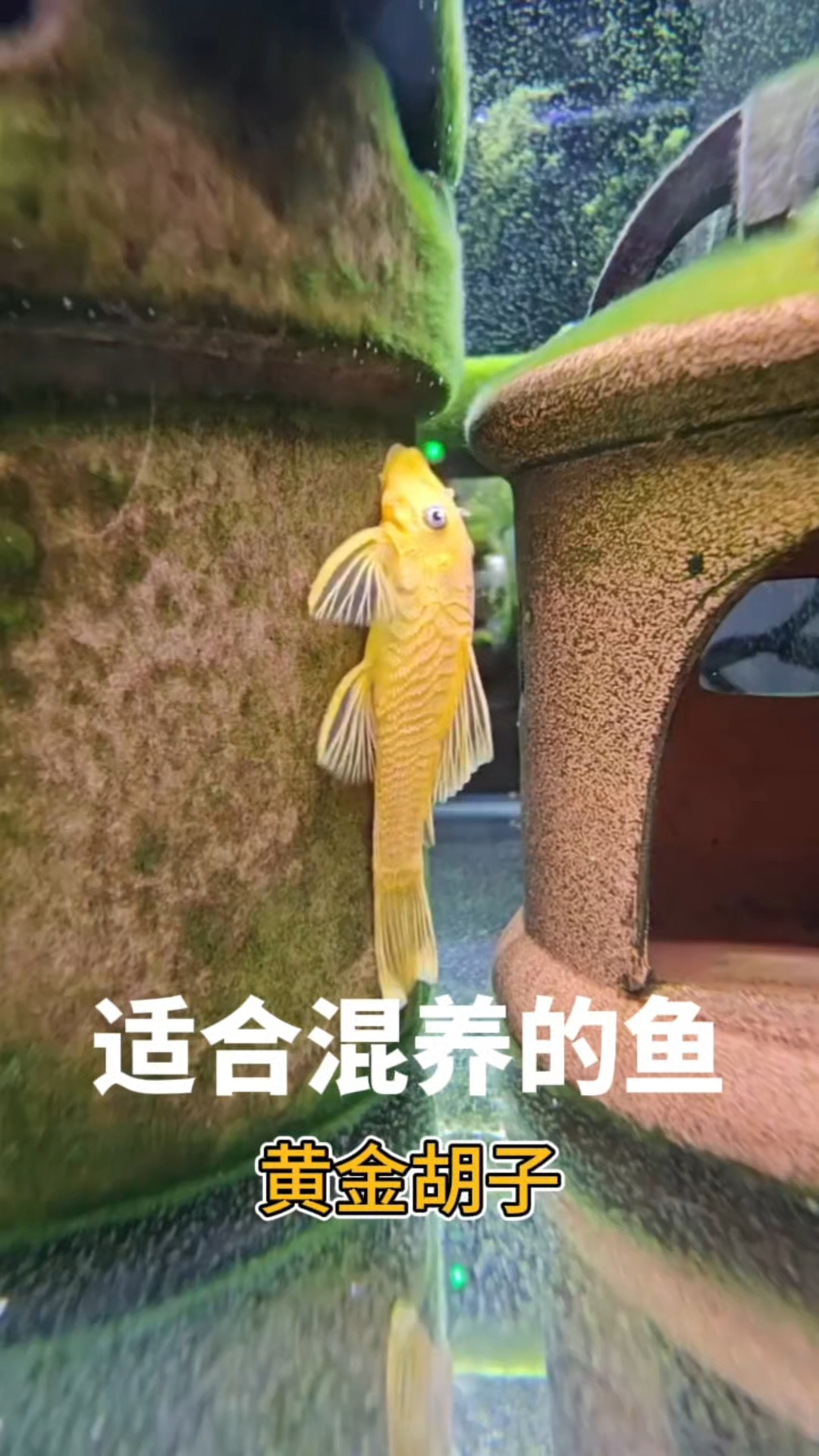 适合混养的鱼:黄金胡子
