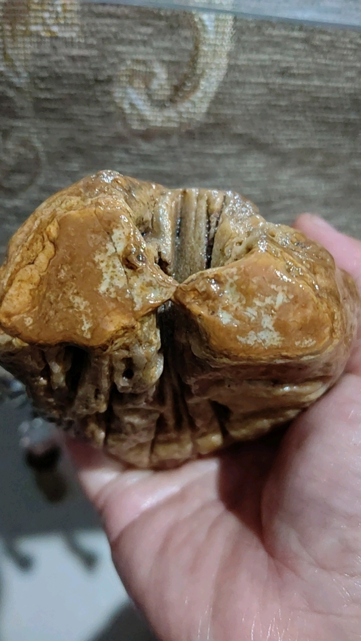 亲嘴鱼海枯石烂永不移,象征着爱情永不分离,大自然的鬼斧神工