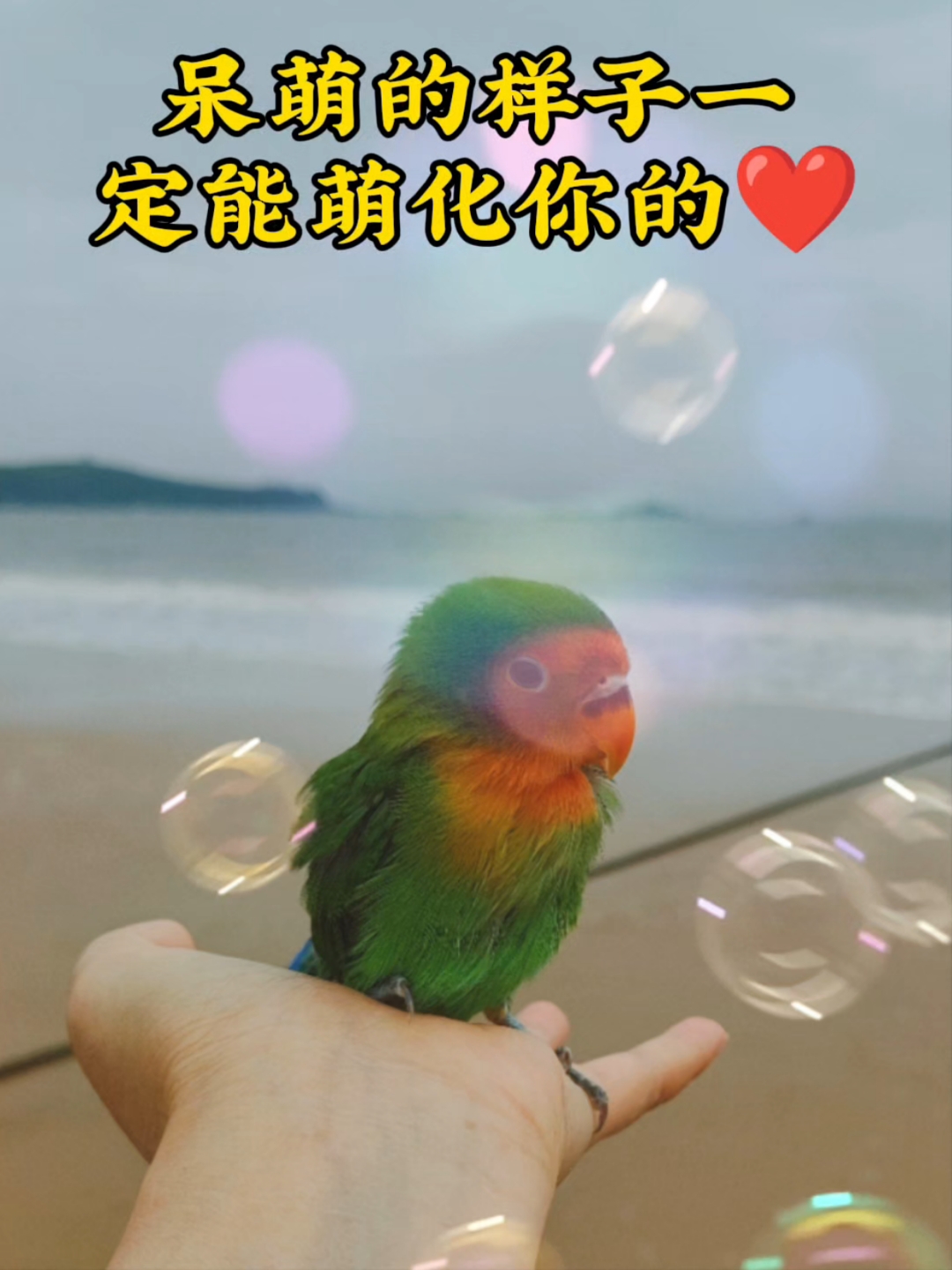 和呆萌小鸡去旅行