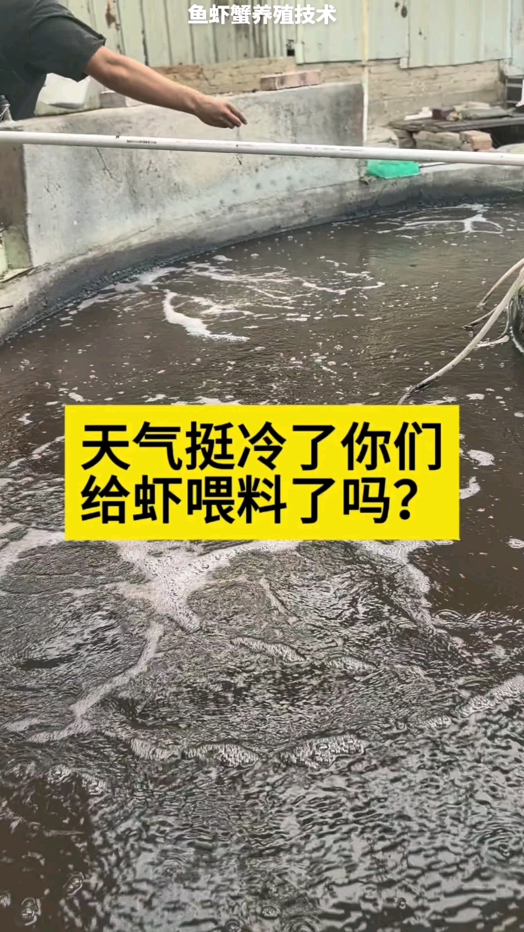 天气挺冷了你们给虾喂料了吗#南美白对虾养殖