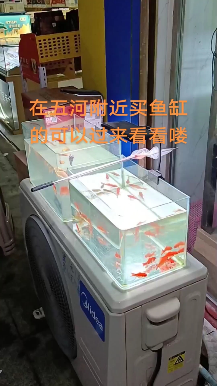 在五河买鱼不用东奔西跑,森森水族五河店