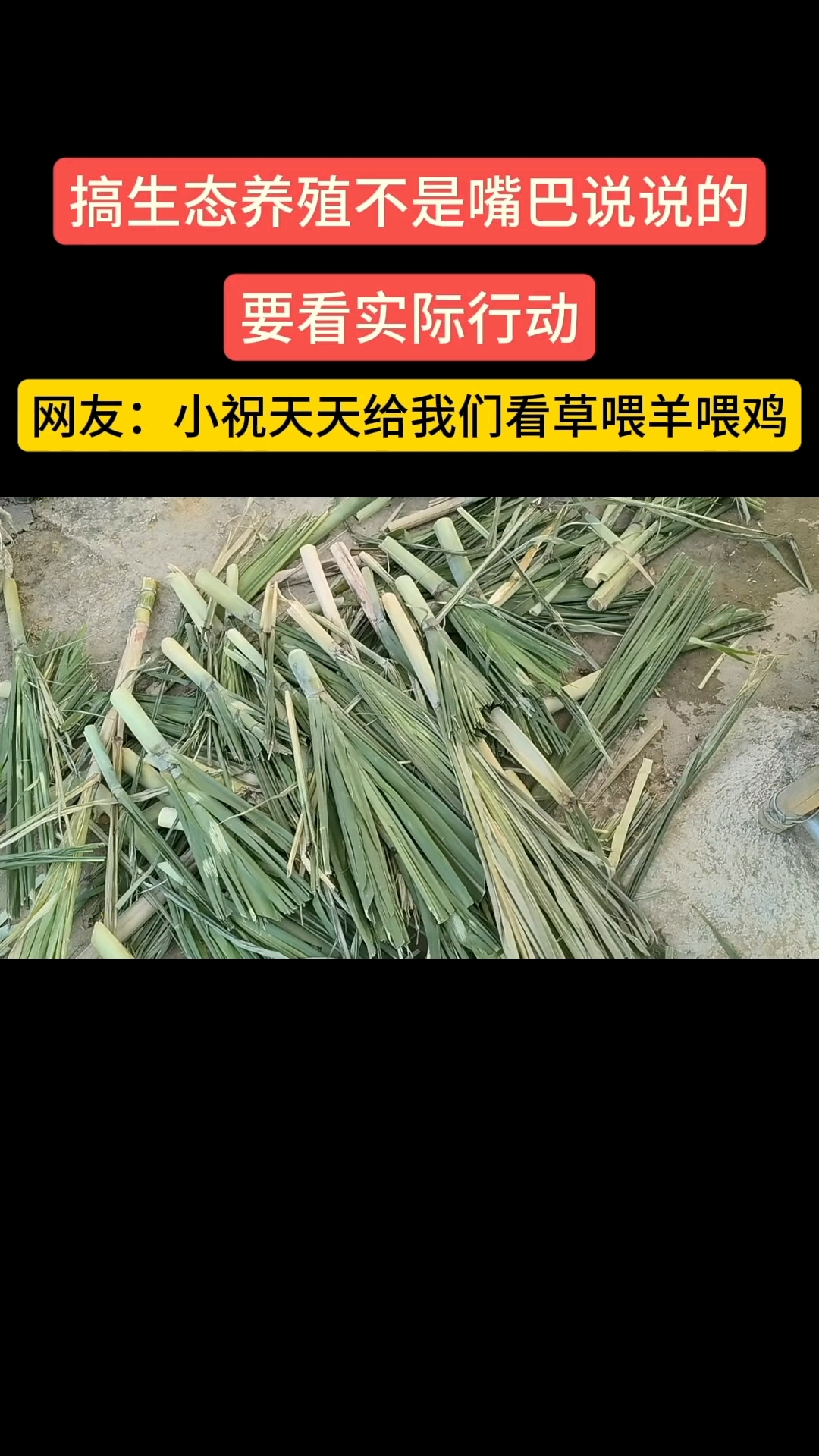 暖春季青菜罗卜集中开花,人肯定不愿意吃了,便宜了鸡仔和羊羊们