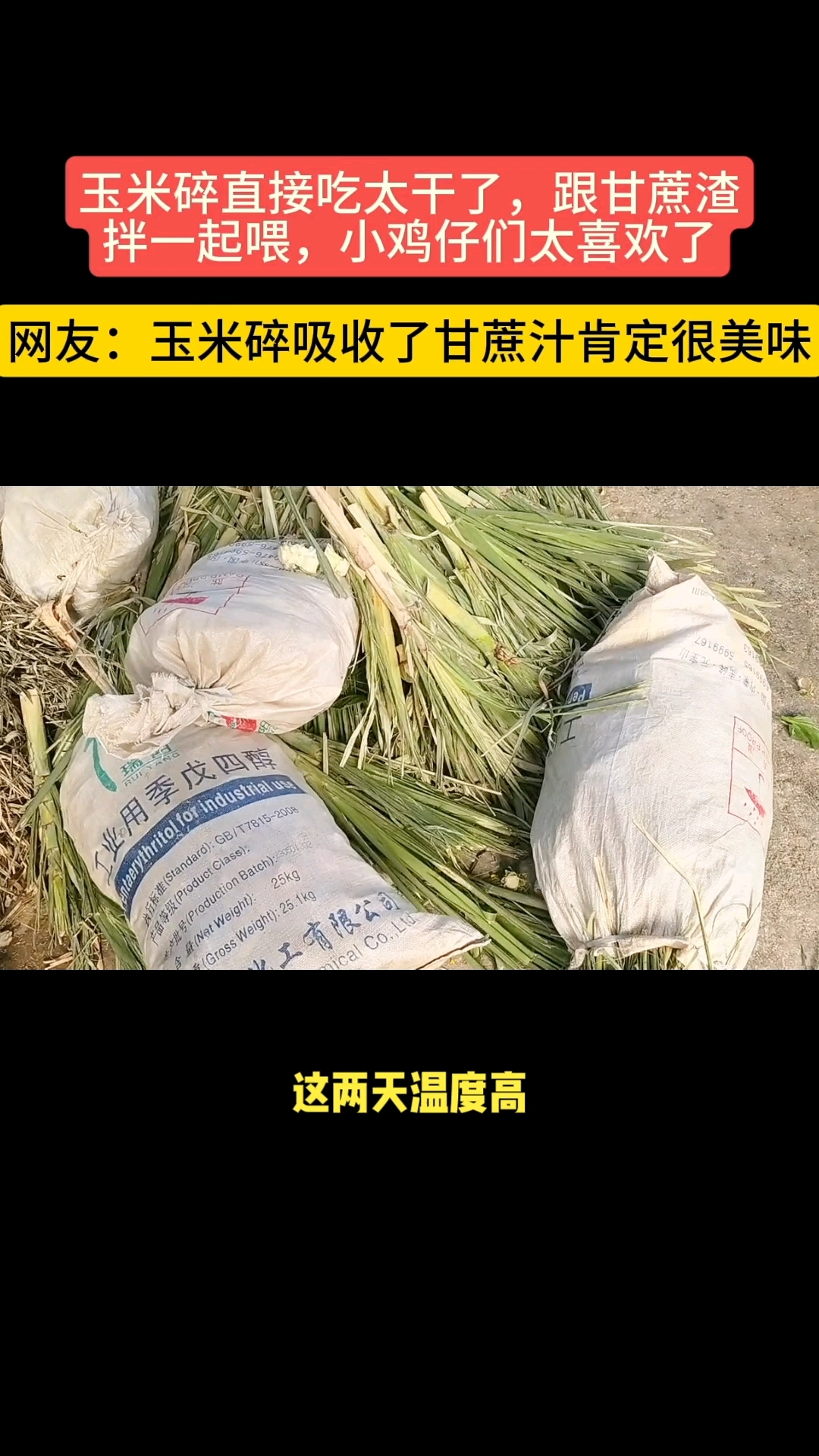 午饭时间,快来看看今天小鸡仔们吃什么?