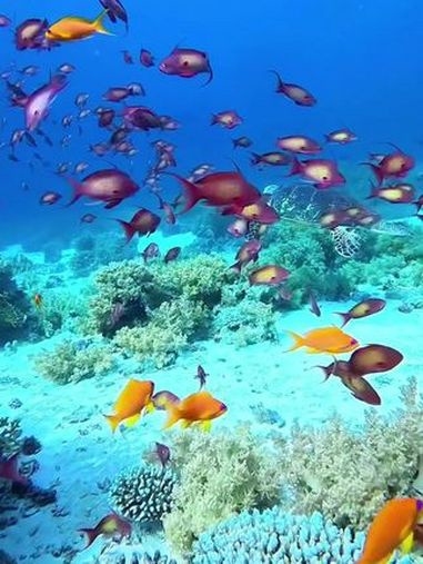向往大海那色彩斑斓的美丽!绚丽多彩的鱼群穿梭在珊瑚丛中 一起看看海底世界 奇妙的海洋生物 