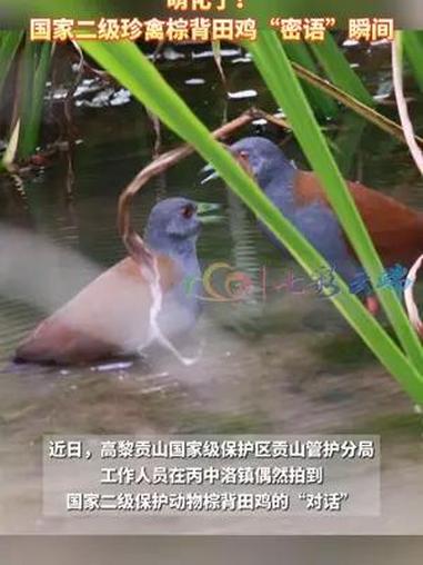 萌化了!国家二级珍禽棕背田鸡“密语”瞬间 最美中国