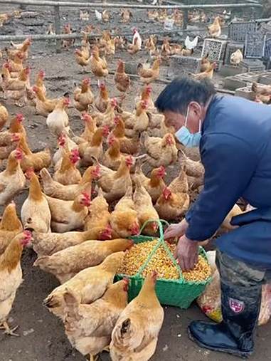 安徽九华山的散养土鸡土鸡蛋,高山散养五谷喂养,新鲜现捡现发,不仅正宗而且新鲜,顺丰快递为您
