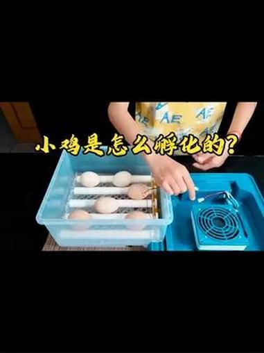 第一次孵化小鸡,他能成功吗?如果成功,下一次就孵化鹦鹉蛋 孵化小鸡 孵化鸡蛋 孵蛋