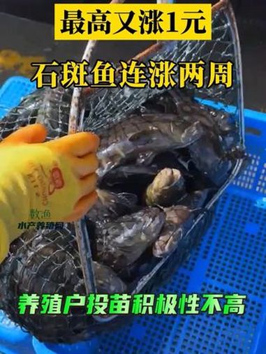 虽然石斑鱼价格连涨2周,但是养殖户对后市行情和品种选择上都比较迷茫。水产养殖 石斑鱼 鱼价