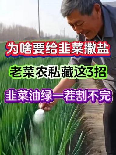 种韭菜老菜农常用这3招韭菜油绿粗壮割一茬又一茬 种韭菜老菜农常用这3招韭菜油绿粗壮割一茬又
