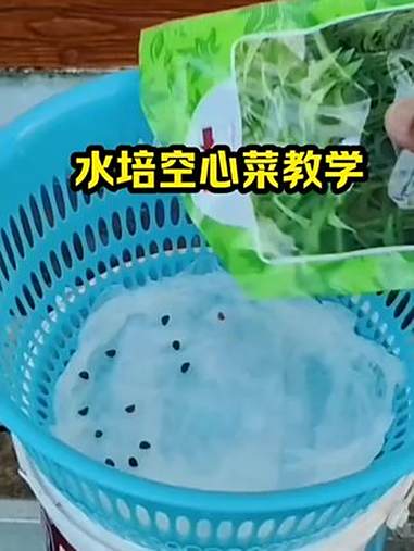 水培空心菜 家庭种菜 三农流量扶持计划