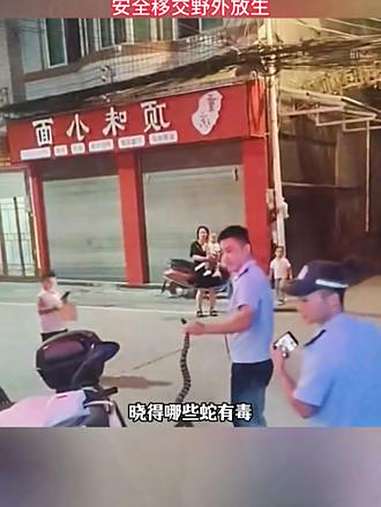 9月14日,四川泸州。街头惊现1.5米长菜花蛇!民警果断抓捕化解危机,安全移交野外放生