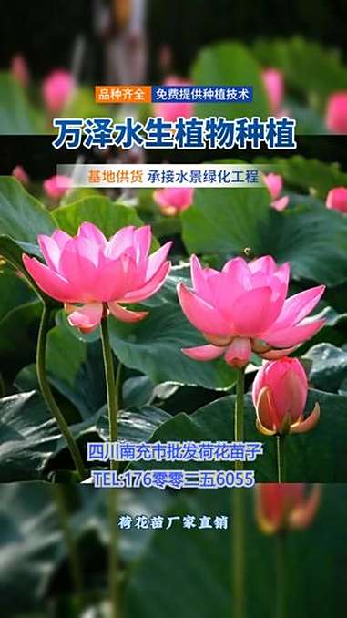四川南充市荷花苗厂家直销,省去中间环节!自有300亩培育基地,年产优质荷花苗百万株。品种齐