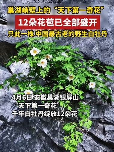 天下第一奇花巢湖银屏白牡丹花开12朵,1300多年只此一株 悬崖上的野花 牡丹花儿朵朵开 