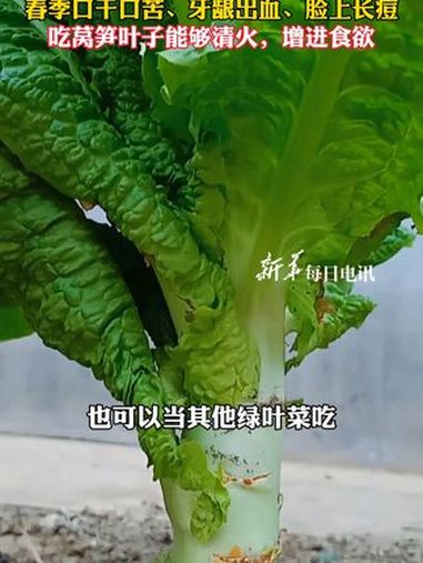 被你“扔掉”的叶子竟然有大用处,春季口干口苦、牙龈出血、脸上长痘,吃莴笋叶子能够清火,增进