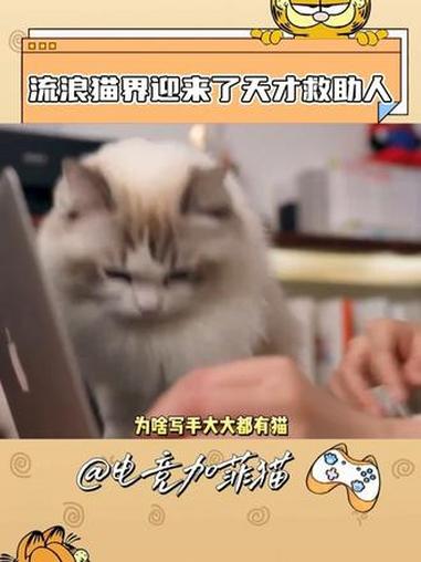 #流浪猫界迎来了天才救助人 由于平台下的签约作者知根知底,于是可以安心给小流浪们找个家!