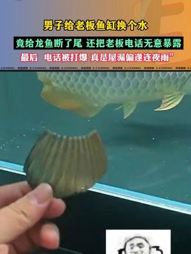 10月12日 北京,男子给老板鱼缸换个水,竟给龙鱼断了尾,还把老板电话无意暴露,最后 老板