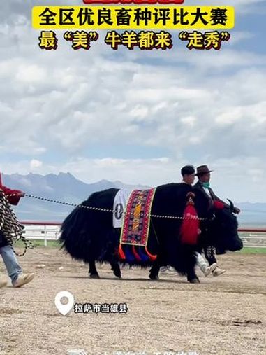 大道向前 天路放歌|西藏首届全区优良畜种评比大赛 最“美”牛羊都来“走秀”