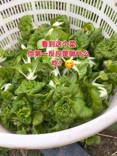 看到这个菜你第一反应是做什么吃?#青菜 #种菜 #黄心菜