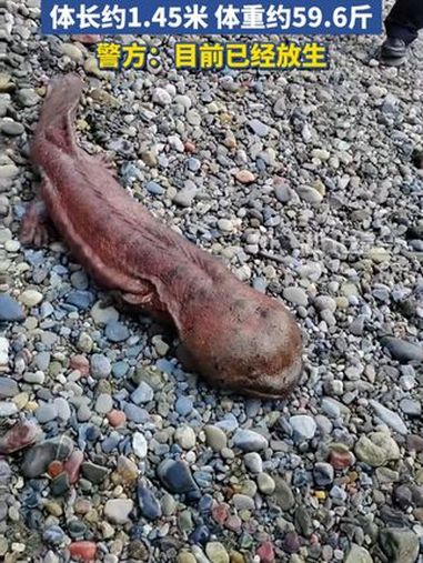 四川大渡河现野生巨型“娃娃鱼”,体长约1.45米 体重约59.6斤,警方:目前已经放生