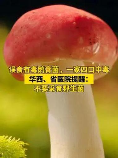 误食有毒鹅膏菌,一家四口中毒。华西、省医院提醒:不要采食野生菌