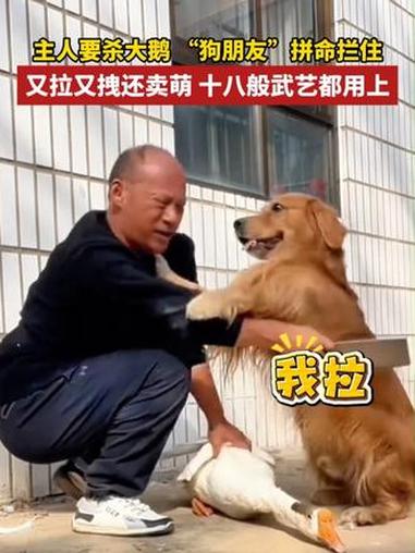 你相信万物有灵吗？主人要杀鹅 狗狗拼命救下好朋友 狗狗的心思都写在脸上了 动物的迷惑行为 