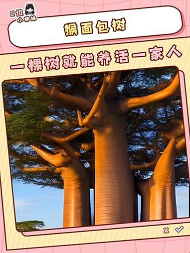 马达加斯加的猴面包树，是当地人的生命之源 马达加斯加 猴面包树 大自然 神奇的大自然 花少