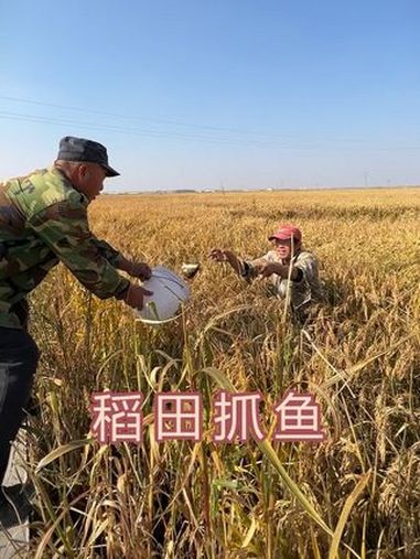 又来抓鱼了 上两天去抓的鱼有点多,这两天得赶紧收割了,发生的事太多,都不知道发哪个了 记录