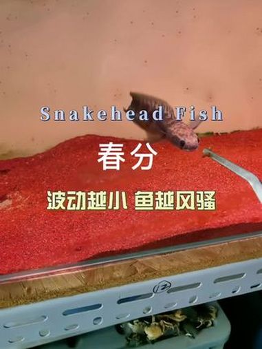 雷龙鱼与节气 波动越小 鱼越风骚 巴卡雷龙 黄金眼镜蛇雷龙 雷龙鱼 雷龙鱼苗饲养方法 加热