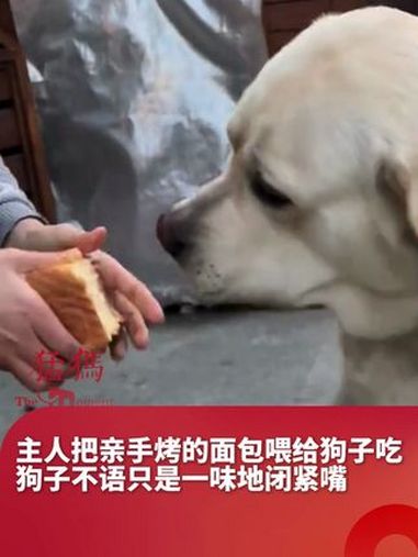 主人把亲手烤的面包喂给狗子吃,狗子不语只是一味地闭紧嘴,“为啥不吃你心里没点数啊”