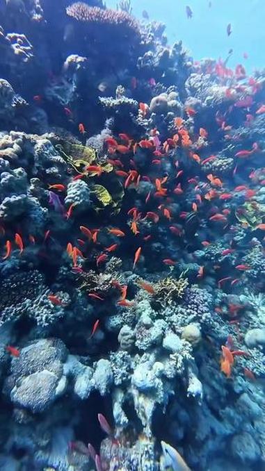 #海底世界 那些奇妙的海洋生物#鱼群 #海洋生物