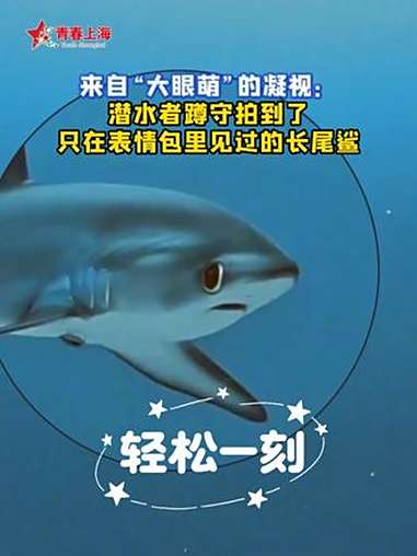 :这几个是什么生物?不能咬鲨吧……鲨鱼 大眼睛 神奇动物在抖音 可爱 轻松一刻