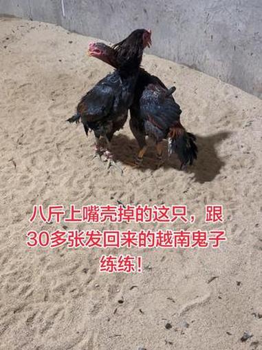 八斤上嘴壳掉的这只,跟30多张发回来的越南鬼子练练!视频原声 抖音推广 斗鸡养殖