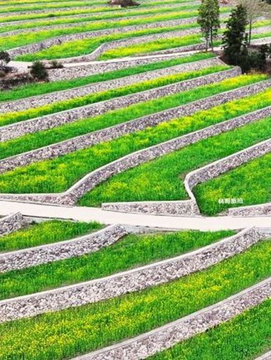 5年前建设的高山标准农田,如今就成了这漫山遍野油菜花肆意绽放,合着就为了弄出这片所谓金黄灿