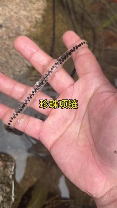 经常喝奶茶的朋友们应该都认识这个吧 珍珠奶茶 你见过吗 真实户外 大自然在我手中