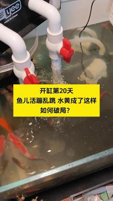 开缸20天,鱼儿活蹦乱跳,水黄成了这样,如何破局 孔雀鱼 养鱼日记 养鱼经验分享 水族