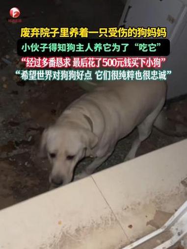 废弃院子里养着一只受伤的狗妈妈,小伙子得知狗主人养它为了“吃它”,“经过多番恳求 最后花了