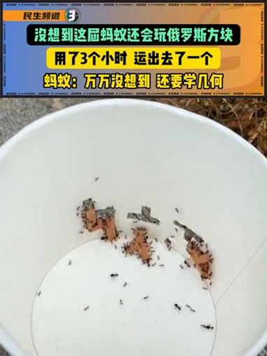 火腿肠做成俄罗斯方块样子,用方便面盒子测试蚂蚁多久可以运出去。网友:这是在培训高智商蚂蚁吗