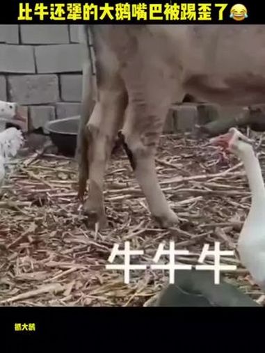 抓大鹅 抖音小游戏 还有这种操作 看一遍笑一遍