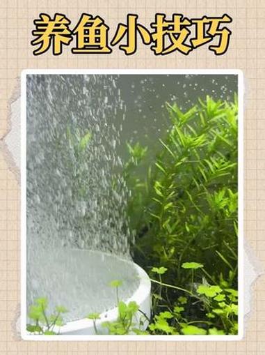 你的鱼缸里经常换鱼吗？要不要先换个加氧系统！水族 鱼缸里的大自然 养鱼日记 鱼缸加氧泵 气
