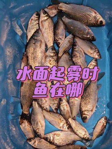 这期视频想和大家探讨一下，冬天夜钓水面起雾时鱼在哪？#原来钓鱼才是抖音运动顶流 #钓鱼的乐