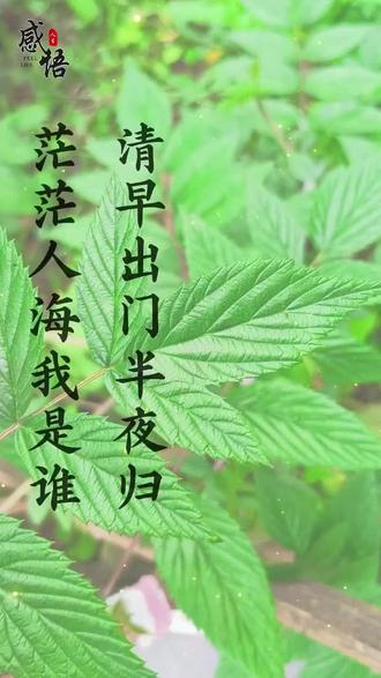 清晨语录 原创视频 正能量