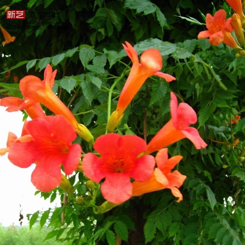 招人文案_招人_招人在哪个网站比较好找