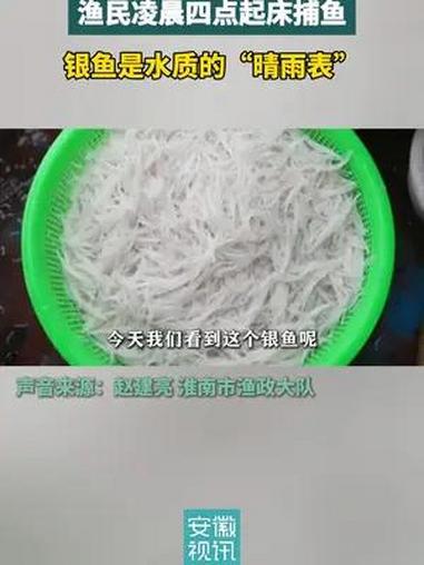 淮河淮南段再现“银鱼汛”,银鱼是淮河水质的晴雨表