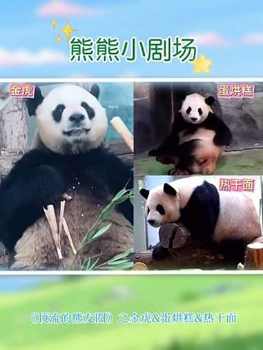 熊熊小剧场|《顶流的熊友圈》- 蛋烘糕拉金虎进浜家族的群后续来啦……大熊猫 大熊猫金虎 大